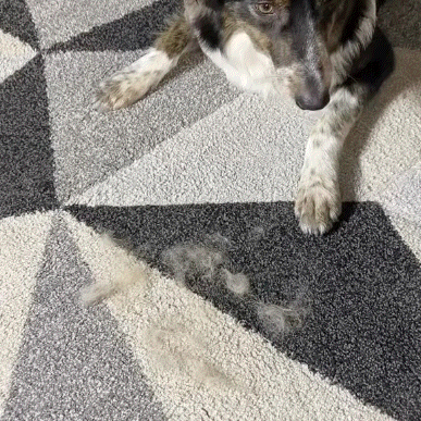 HaarStop Pro